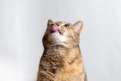 A cat licking its lips waiting for food and treats that were sourced, manufactured and assembled in the USA.