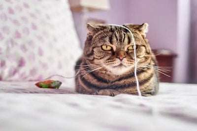 A cat sits in bed playing with its made in the USA cat toy.