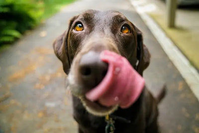 A brown dog licking its chops after it ate dog food and treats that were healthily sourced and made in the USA.