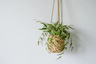 A green plant in a straw plant hanger.
