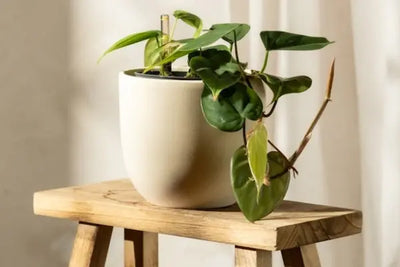 Green vining plant in a beige pot sits on a rustic wooden stool. Set against a light background with soft shadows, the scene exudes a natural, serene vibe perfect for indoor or outdoor decor.