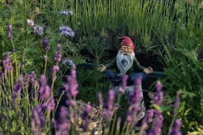 Meditating garden gnome with a red hat and blue orb, surrounded by lush green plants and purple lavender. Sunlit, tranquil garden scene with soft focus on flowers and foliage for a serene vibe.