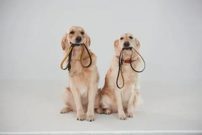 Two golden retrievers with leashes in their mouths. 