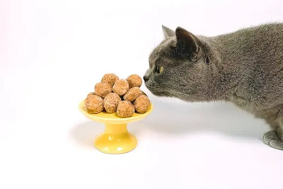 A gray cat and yellow feeder.