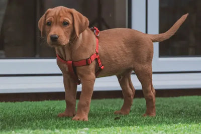 A puppy wearing a red harness.