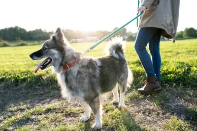 A fluffy, long-haired dog with a reddish-orange collar walks on a green leash in a sunny grassy field, accompanied by a person in jeans and boots. Warm sunlight highlights the serene outdoor scene.