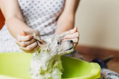 A small, wet white dog in a bright green basin being gently bathed. Hands hold its ears with care, while the dog looks upward. Soft lighting highlights the moment against a neutral background.