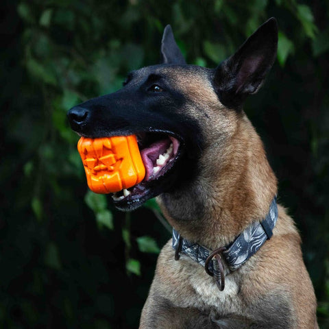Jack O Lantern Durable Rubber Dog Chew Toy And Treat Dispenser – Made In USA SodaPup  Rubber Dog Toys