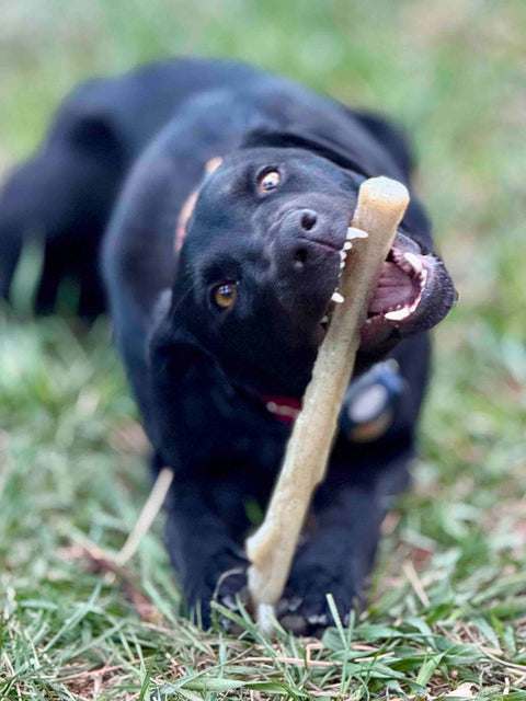 A black dog wearing a red collar with a tag lies on green grass, chewing enthusiastically on the SodaPup Durable Nylon Chew Stick—perfect for power chewers.