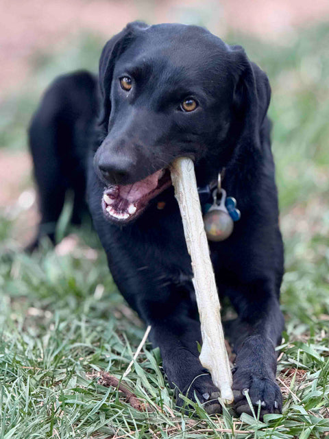 A black dog with amber eyes lies on green grass, chewing a SodaPup Durable Nylon Chew Stick. Its shiny coat gleams, and it wears a blue collar—ideal for power chewers who love to gnaw outdoors.