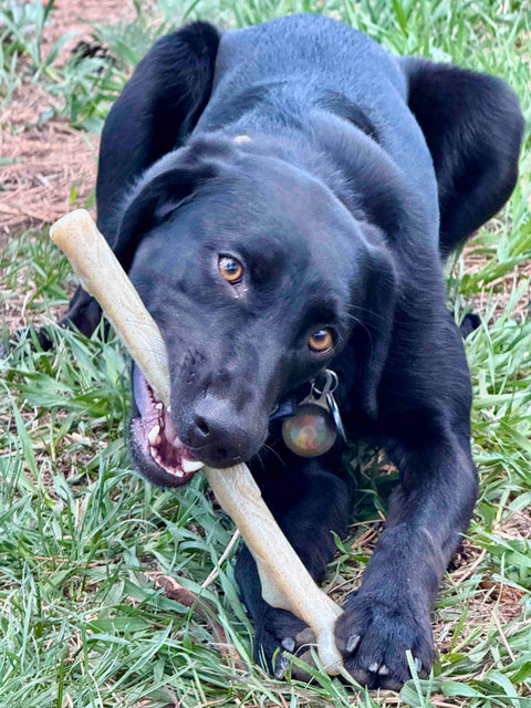 A black dog lies on grass, chewing on a SodaPup Durable Nylon Chew Stick shaped like a bone and looking up—an ideal toy for power chewers.