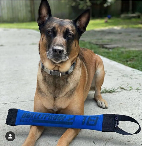 A German Shepherd mix lies on a concrete surface outside, looking at the camera with its front paws on the Bulletproof Pet Products Inc 18 Training Tug – One Handle Fire Hose Training Tug. Grass and a fence are visible in the background.