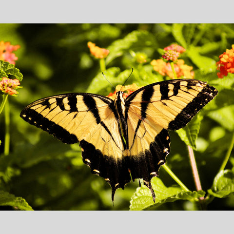 Yellow Butterfly, Wooden Puzzle, 328 Pcs Perplexing Puzzles  Jigsaw Puzzles