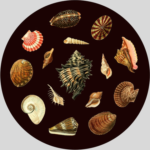 Shells, Wooden Puzzle, 358 Pcs Perplexing Puzzles  Jigsaw Puzzles