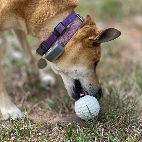Golf Ball Shaped Dog Treat Dispenser Toy – Durable Rubber Enrichment | Made in USA SodaPup  Rubber Dog Toys