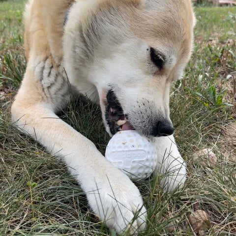 Golf Ball Shaped Dog Treat Dispenser Toy – Durable Rubber Enrichment | Made in USA SodaPup  Rubber Dog Toys