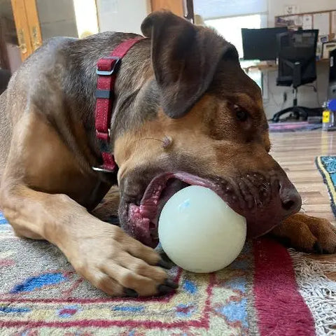 A brown dog with a red collar chews on a SodaPup 4 PUP-X EDispenser Glow Ball Treat Dispenser—glow in the dark—holding it steady with its paw on a rug indoors. Office furniture is visible in the background.