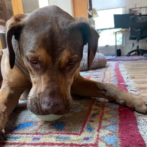 A large brown dog lies on a patterned rug, gripping the SodaPup 4 PUP-X EDispenser Glow Ball Treat Dispenser (glow in the dark) in its mouth, with a computer desk and window visible in the background.