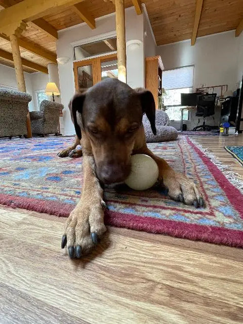 A brown dog rests indoors on a colorful rug, its head on the SodaPup 4 PUP-X EDispenser Glow Ball Treat Dispenser, surrounded by wooden beams, furniture, and large windows flooding the room with natural light.