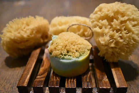 Three natural sea sponges and a round bar of Bathsheba Body Works All Natural Soap - Ginger Turmeric, featuring a sponge embedded on top, are arranged on a small wooden tray set upon a brown surface.