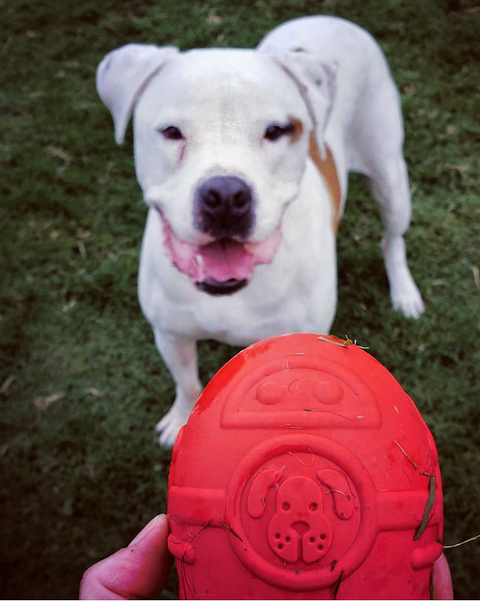 Rocketman Durable Rubber Dog Treat Dispenser – Chew Toy for Heavy Chewers | Made in USA SodaPup  Rubber Dog Toys