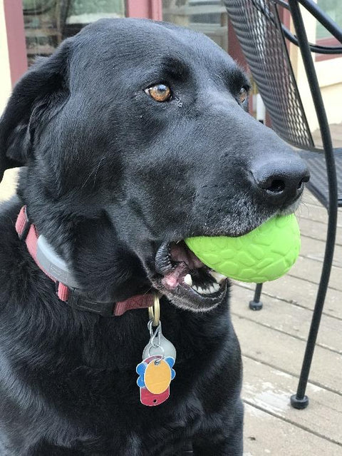 Dinosaur Egg Dog Chew Toy – Durable Rubber Treat Dispenser | Made in USA SodaPup  Rubber Dog Toys