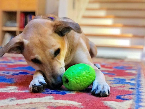 Dinosaur Egg Dog Chew Toy – Durable Rubber Treat Dispenser | Made in USA SodaPup  Rubber Dog Toys