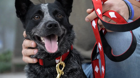 A Tail We Could Wag Side-Release Dog Collar - Diamond Auburn Leathercrafters  item