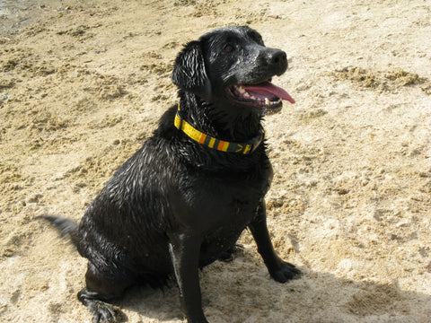 A Tail We Could Wag Side-Release Dog Collar - Sun Valley Auburn Leathercrafters  item