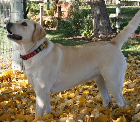 A Tail We Could Wag Side-Release Dog Collar - Sun Valley Auburn Leathercrafters  item