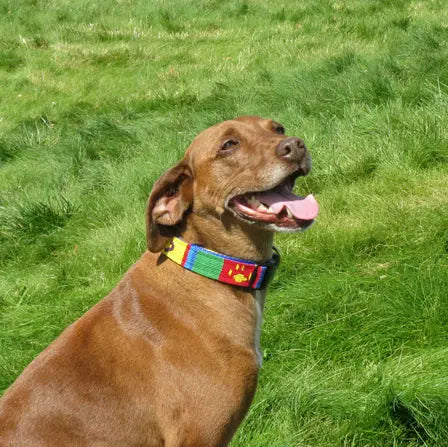 A Tail We Could Way Side-Release Dog Collar - Puppy Love Auburn Leathercrafters  item