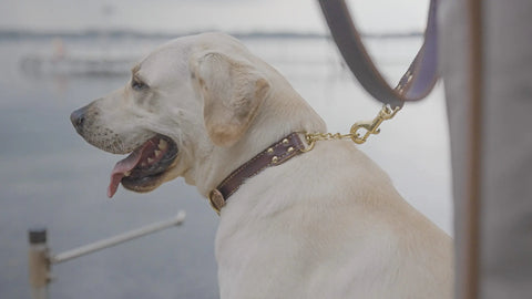 Adjustable Leather Martingale Dog Training Collar 10-26 Inch – Durable Bridle Leather – Auburn Leathercrafters | Made in USA Auburn Leathercrafters  item