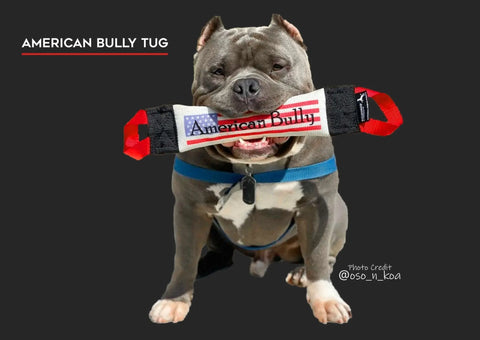 A muscular gray and white American Bully wears a blue harness and holds the Bulletproof Pet Products Inc American Bully Fire Hose Training Tug—featuring American Bully text and an American flag—in its mouth against a black background labeled AMERICAN BULLY TUG.