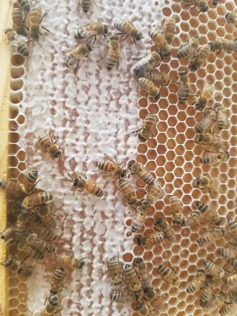 American-Made Raw Cinnamon Honey – All Natural Brooksville Florida Harvest | Artisan Local Honey Blend Made in USA Honey Badgers Bee Farm  Honey