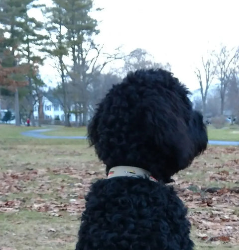 American Traditions Leather and Ribbon Dog Collar Auburn Leathercrafters  item