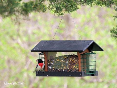 Amish-Made Durable Hanging Bird Feeder – Weather-Resistant Poly Lumber Suet Holder | Made in USA Amish Toy Box 