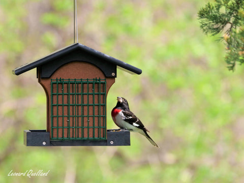 Amish-Made Durable Hanging Bird Feeder – Weather-Resistant Poly Lumber Suet Holder | Made in USA Amish Toy Box 