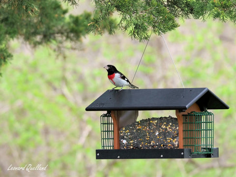Amish-Made Durable Hanging Bird Feeder – Weather-Resistant Poly Lumber Suet Holder | Made in USA Amish Toy Box 