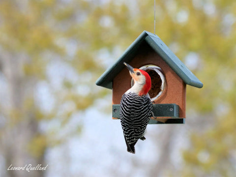 Amish-Made Peanut Butter Bird Feeder 8x7 Inch – Poly Lumber Durable Feeder for Woodpeckers | Made in USA Amish Toy Box  Bird Feeder