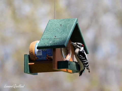 Amish-Made Peanut Butter Bird Feeder 8x7 Inch – Poly Lumber Durable Feeder for Woodpeckers | Made in USA Amish Toy Box  Bird Feeder