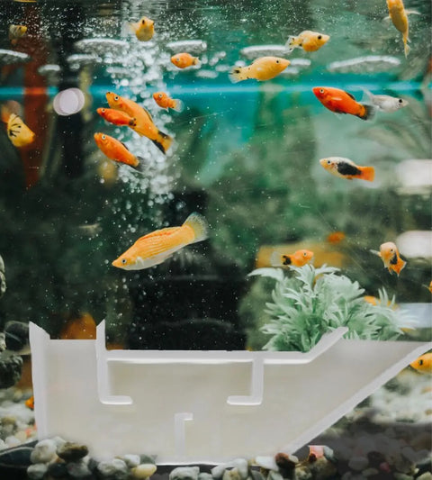 Aquarium Shrimp Hideout Tunnel – Unique Fish Viewing Cave | Made in USA Chatelet Manufacturing 