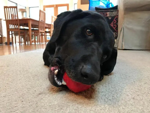 A black dog lies on a carpeted floor, chewing on a red SodaPup Asteroid Ultra Durable Rubber Chew Toy with its head tilted and ears relaxed, in a cozy room with wooden furniture—ideal for power chewers.