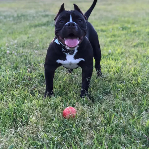 A happy black and white dog stands on green grass, looking up with its mouth open and tongue out, near the SodaPup Asteroid Ultra Durable Rubber Chew Toy, built to withstand power chewers.
