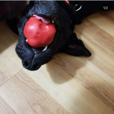 A black dog lies on its back on a wooden floor, mouth open with a SodaPup Asteroid Ultra Durable Rubber Chew Toy held between its teeth.