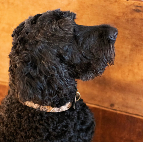 Auburn Leathercrafters Camouflage Dog Collar – Durable Bridle Leather with Antiqued Hardware | Handmade in USA Auburn Leathercrafters  item