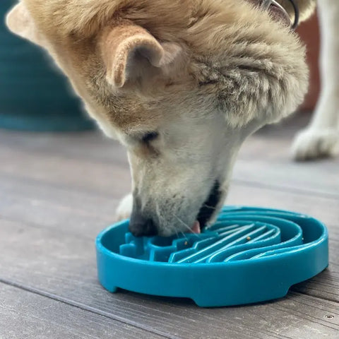 A dog eats from a light blue Baja Design ETray Enrichment Slow Feeder Tray for Dogs by SodaPup, focused on the maze-like design that promotes enrichment, while standing on a wooden floor.