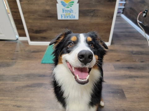 Blue Razz Honey Tea Honey Badgers Bee Farm  All natural Tea