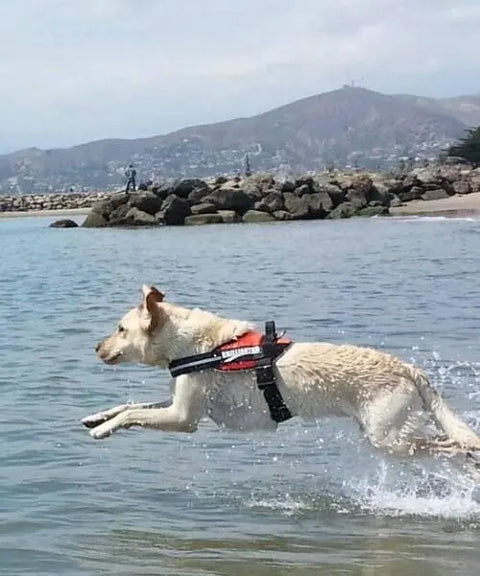 A yellow Labrador leaps through shallow beach water wearing a BrilliantK9 Ergonomic Dog Harness for XLarge Dogs 80 lbs and up—perfectly secure and comfortable from BrilliantK9, with rocks, distant people, and hills in the background.