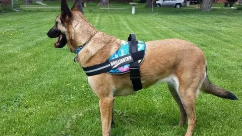 A Belgian Malinois wearing a BrilliantK9 Ergonomic Dog Harness for XLarge Dogs (80 lbs and up) stands on green grass in a park, looking left, with trees, a fence, and cars visible in the background.