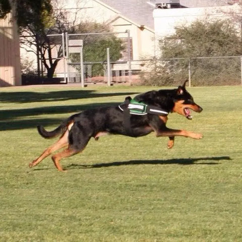 A black and brown dog wearing a BrilliantK9 Ergonomic Dog Harness for XLarge Dogs (80 lbs and up) runs across a grassy field with trees, buildings, and a chain-link fence in the background. Ideal for active breeds on the go.